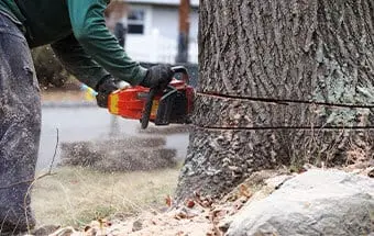 Removing a Tree Near Williamson County Illlinois