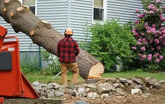 Tree Removal in Williamson County Illinois
