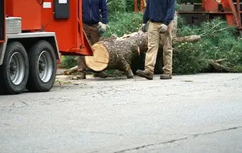 Tree Chopping Service in Williamson County Illinois