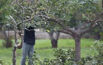 Tree Pruning Services Near Williamson County IL