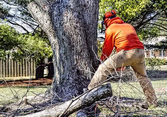 Complete Tree Removal Services in Williamson County IL