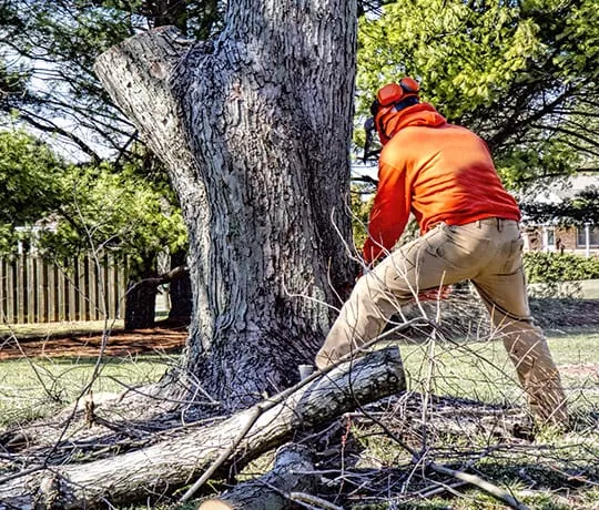 Tree Removal Herrin IL