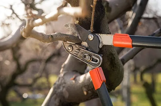 Tree Trimming Herrin Illinois