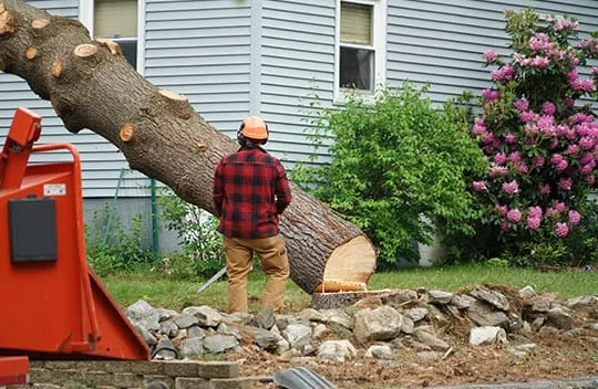 Tree Removal In Herrin IL