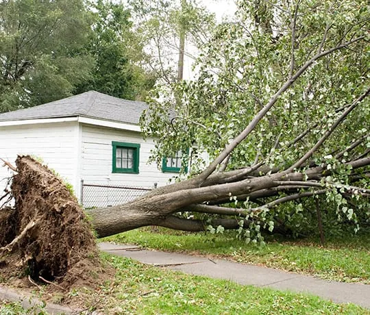 Tree Removal Carbondale IL