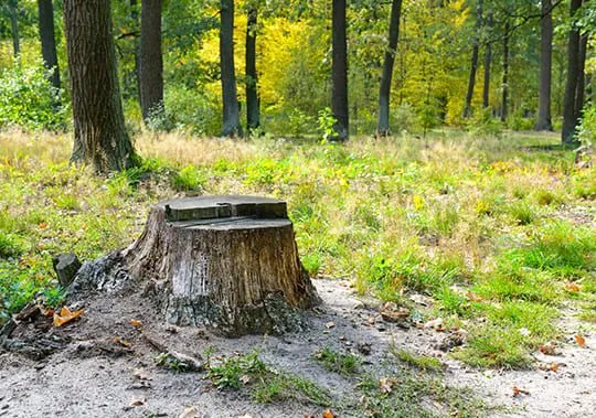 Stump Removal Carbondale IL