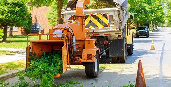 Tree Removal Services Carbondale Illinois