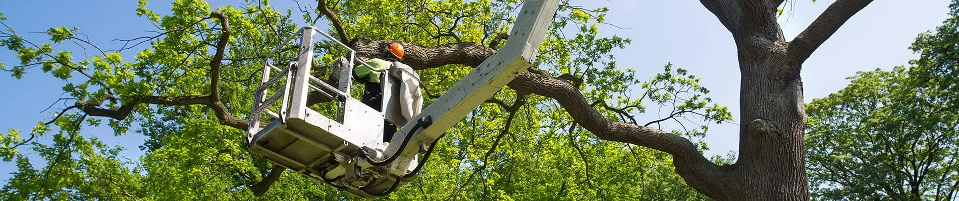 Tree Service Marion Illinois