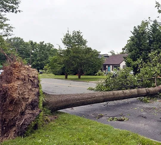 Tree Removal Marion IL