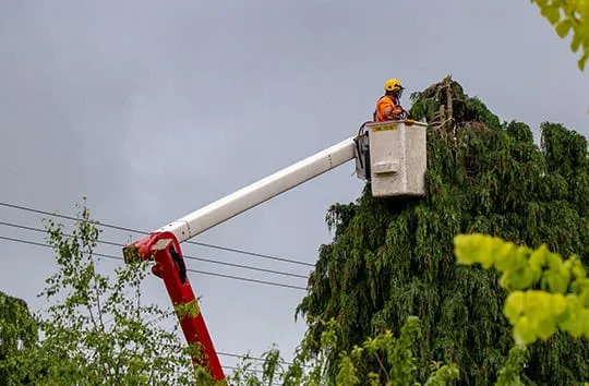 Tree Trimming Marion Illinois