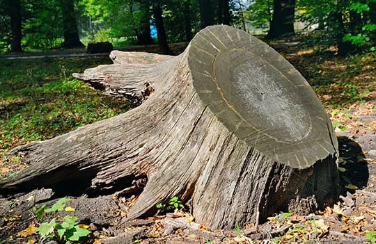 Stump Removal Marion IL