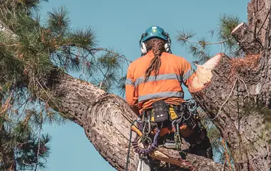 Tree Removal West Frankfort Illinois