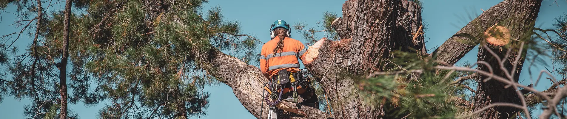 Tree Removal West Frankfort Illinois