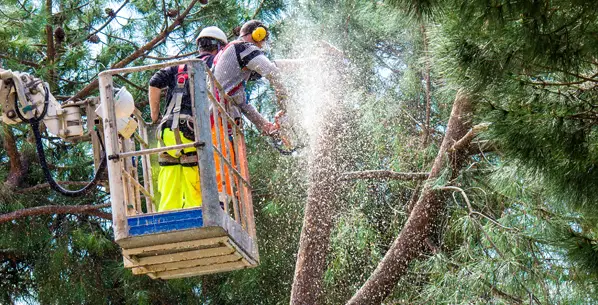 Tree Services including Removal in West Frankfort, IL